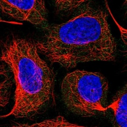 HBS1L Antibody, Novus Biologicals 25 &mu;L; Unlabeled:Antibodies, Polyclonal